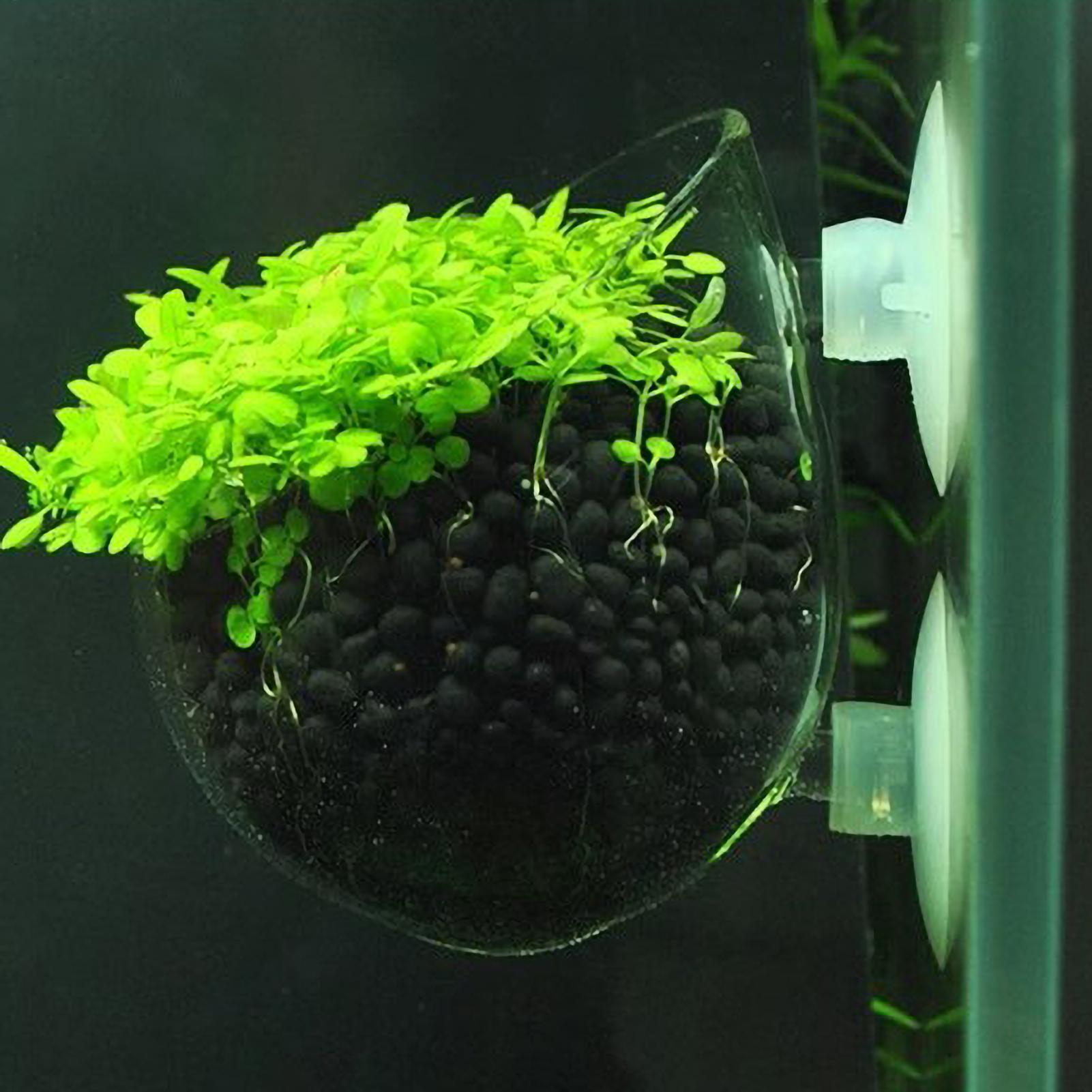 Aquarium Plant Growth - Aquarium Plant Holder Glass Aquatic Plant