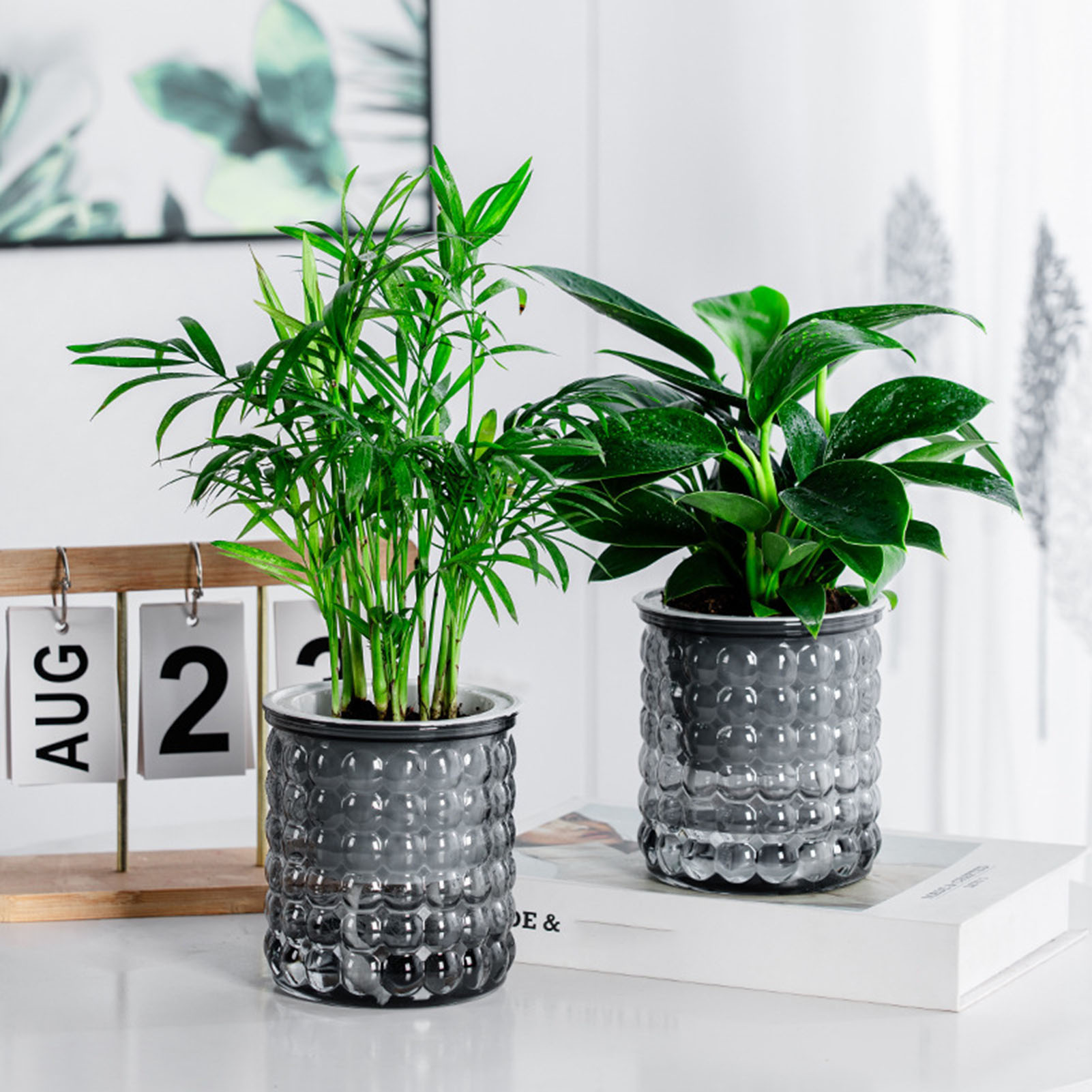 Tissue Culture Plant - New Self Watering Hydroponic Plants Pot