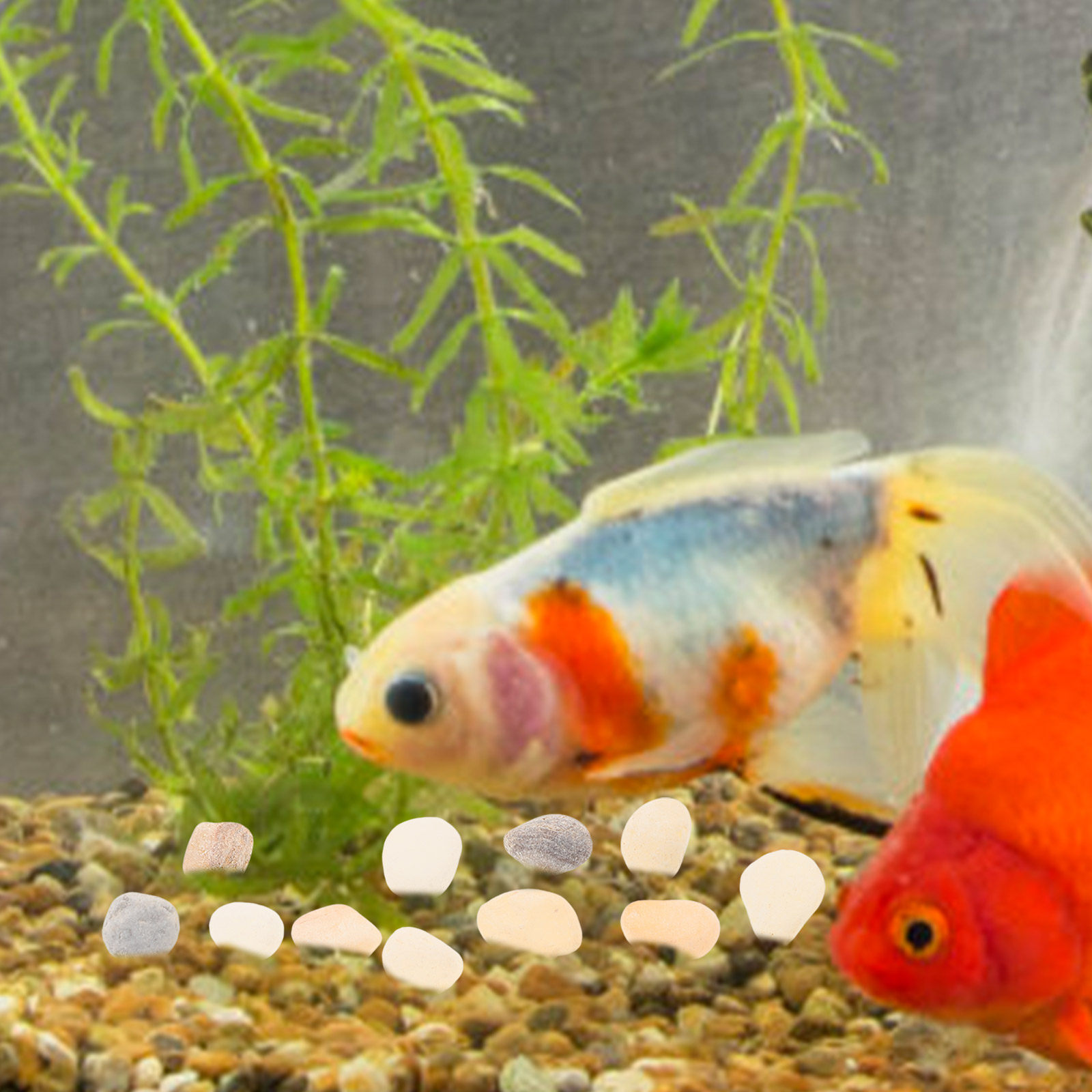 Planted Aquarium With Gravel - Natural Landscaping Pebbles Aquarium Fish Tank
