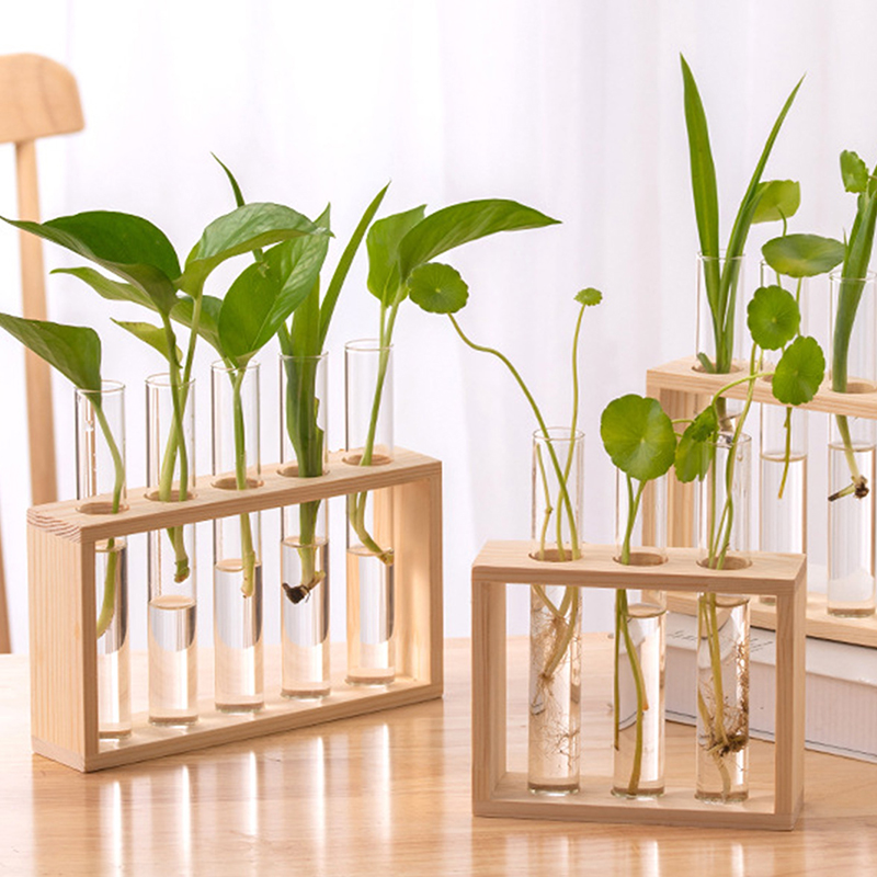 Tissue Culture Plant - Hydroponic Plants Container with Wood Frame