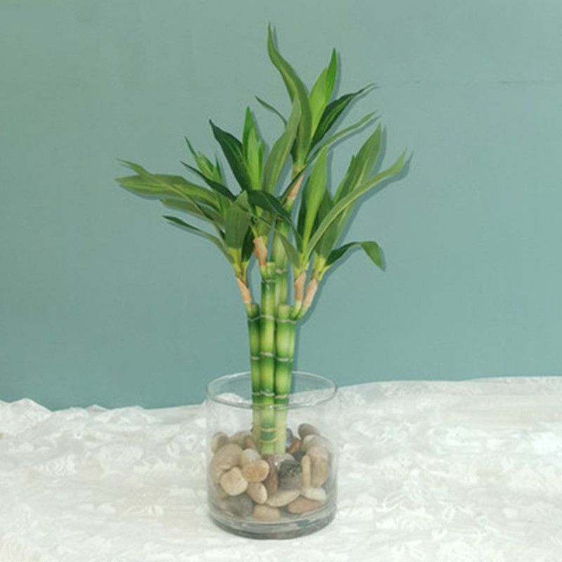 New 40cm Artificial Lucky Bamb - Aquarium Planted Tank 评论和价格