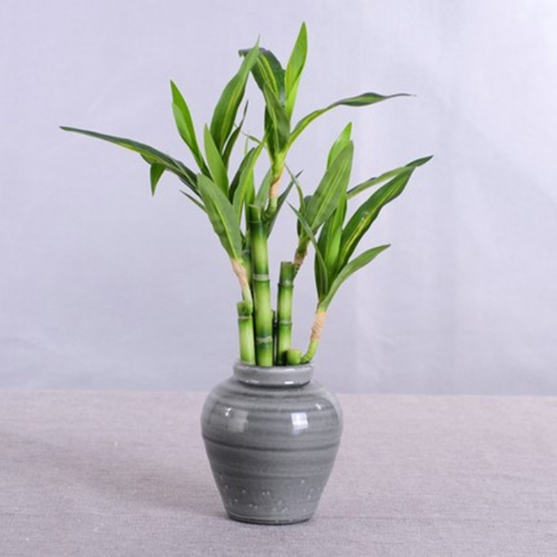 New 40cm Artificial Lucky Bamb - Aquarium Planted Tank 评论和价格