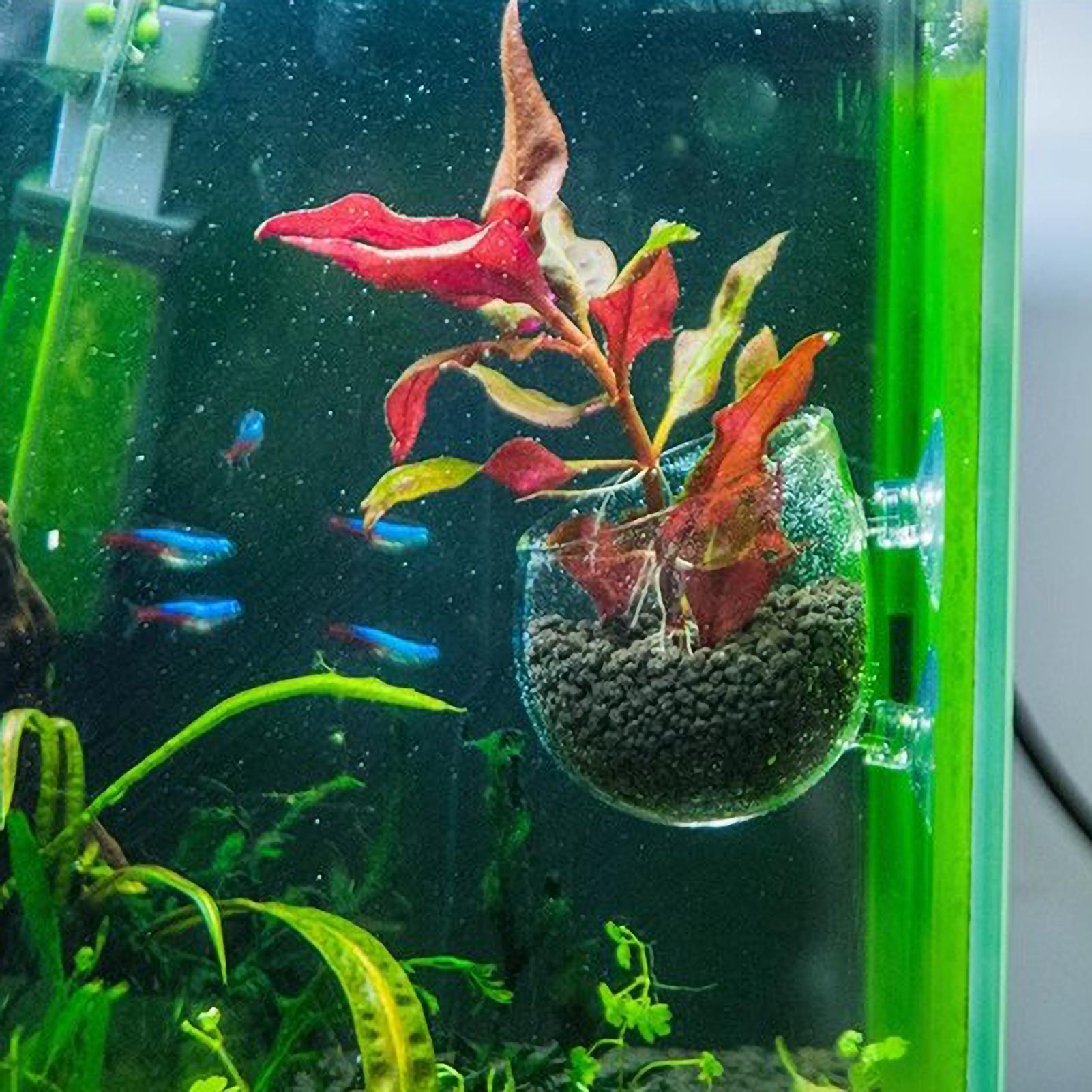 Aquarium Plant Holder Glass Aq - Aquarium Plant Growth 评论和价格