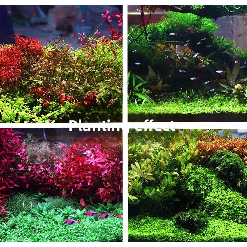 SYSENCIAGA Planted Aquarium Su - Planted Aquarium With Gravel 评论和价格