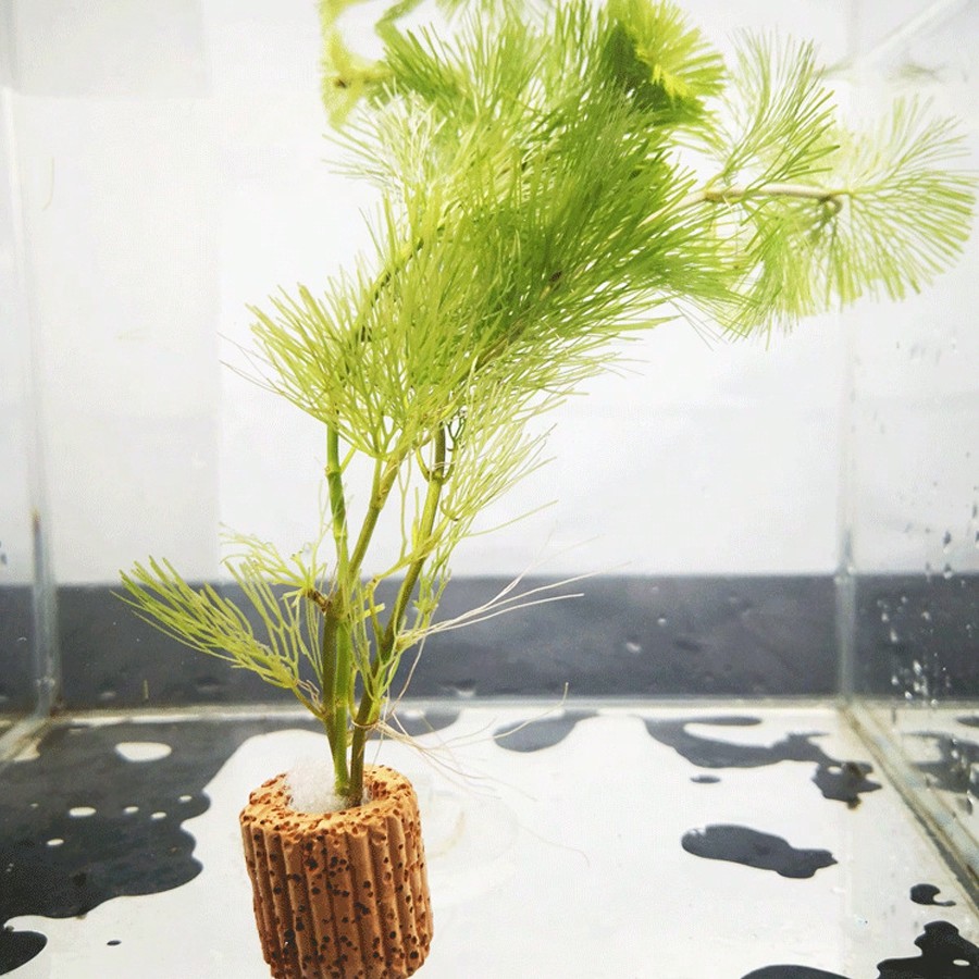 High   Quality Aquarium Plant  - Planted Aquarium Aquascape 评论和价格