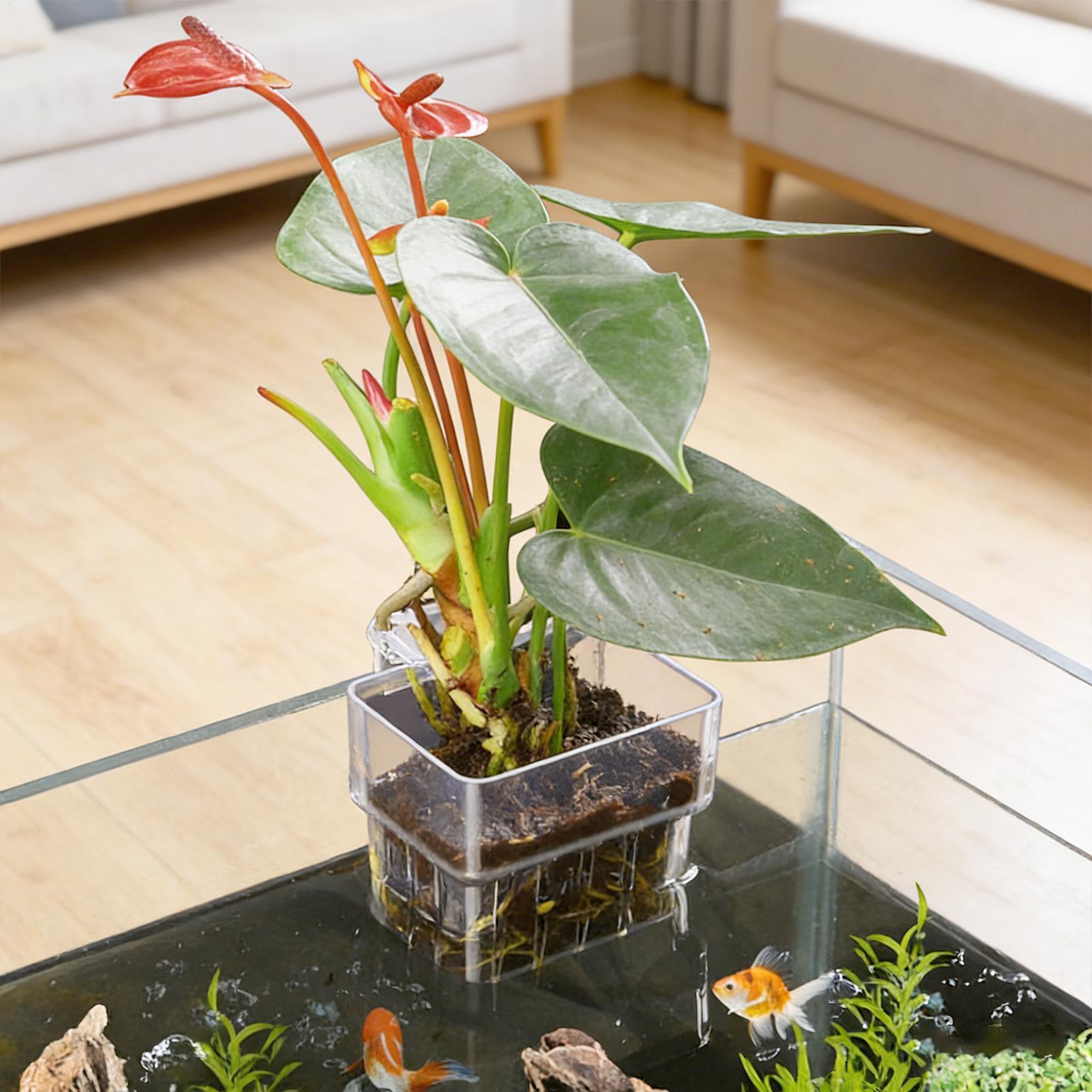Transparent Hangable Aquarium  - Aquarium Plant Growth 评论和价格