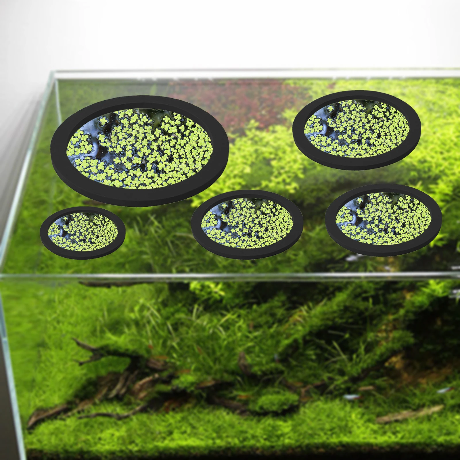 5Pcs EVA Fish Feeding Ring Aqu - Aquarium Plant Order 评论和价格