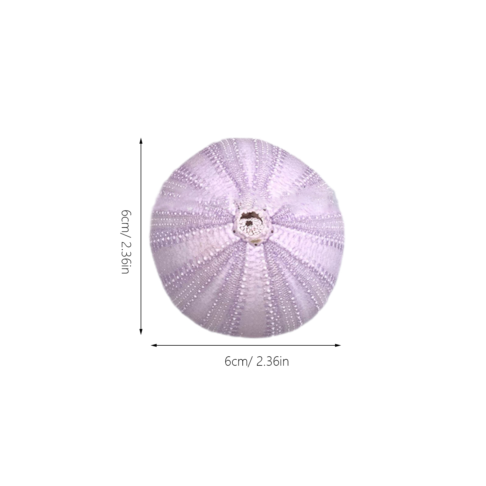 6Pcs Sea Urchin Shell Decor Na - Aquarium Planted Tank 评论和价格