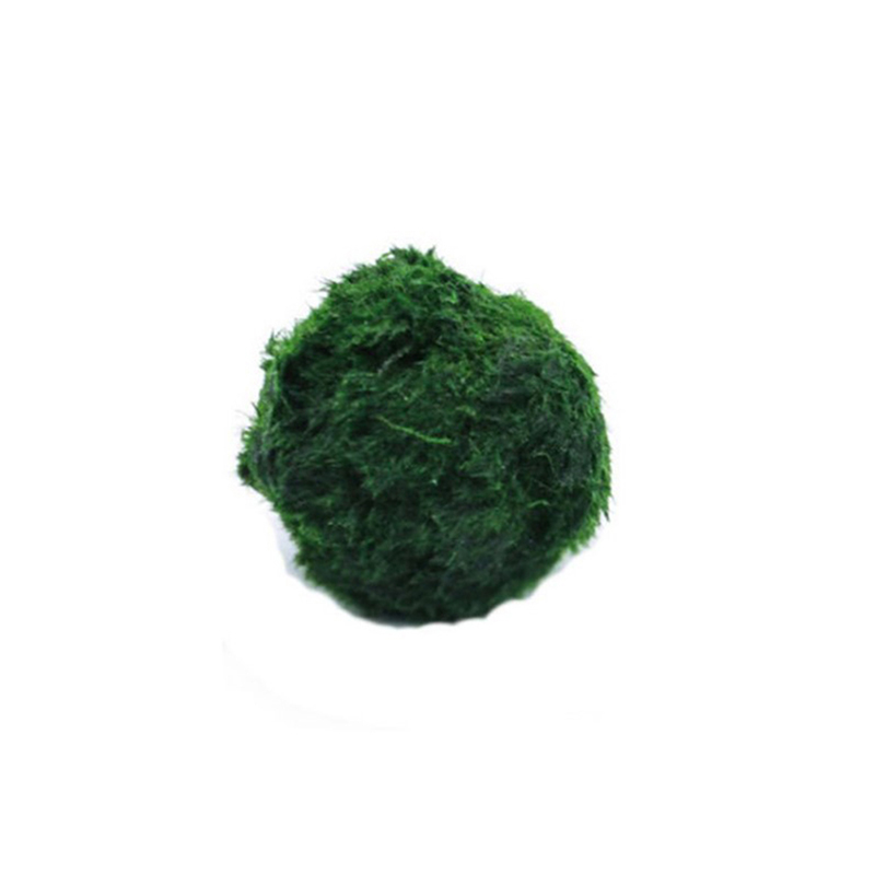 Marimo Moss Balls Live Aquariu - Planted Aquarium Aquascape 评论和价格