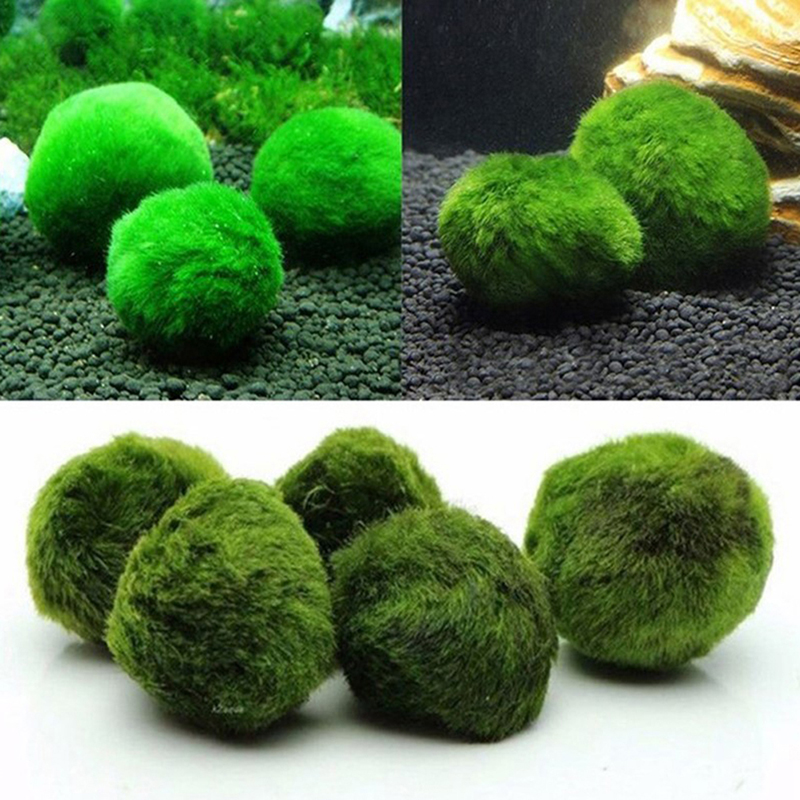 Marimo Moss Balls Live Aquariu - Planted Aquarium Aquascape 评论和价格