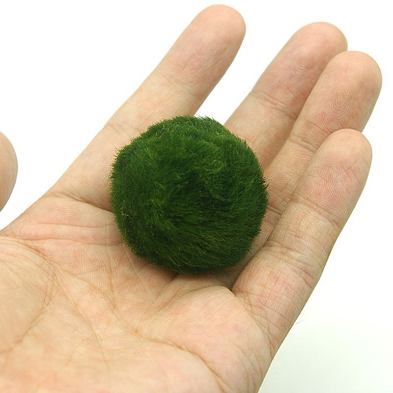 Marimo Moss Balls Live Aquariu - Planted Aquarium Aquascape 评论和价格
