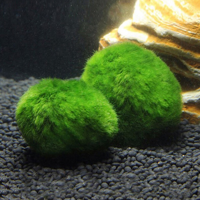 Marimo Moss Balls Live Aquariu - Planted Aquarium Aquascape 评论和价格