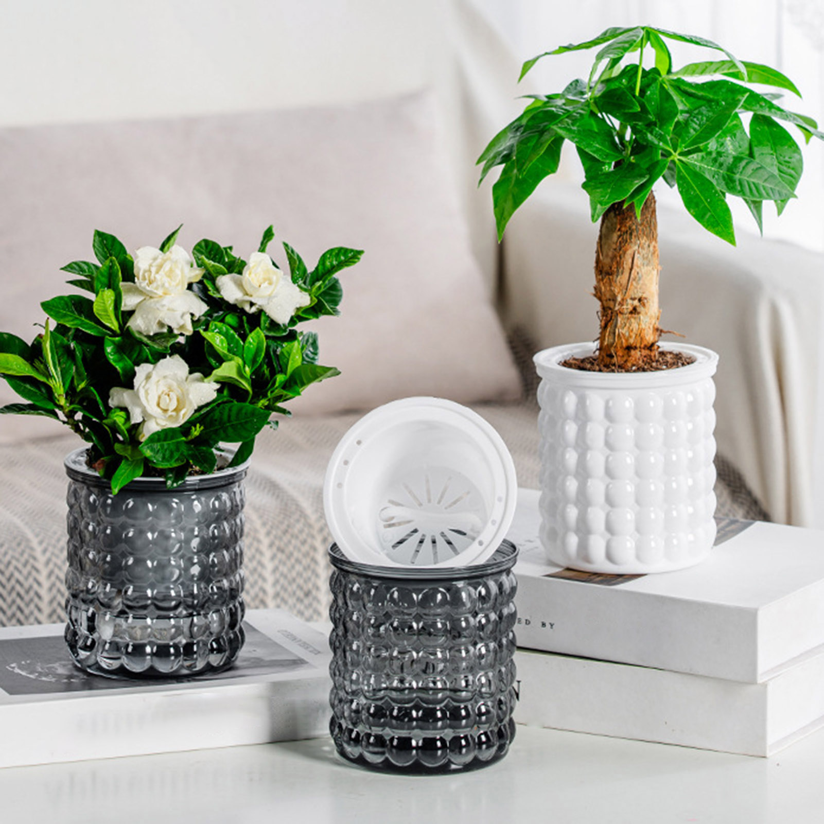 New Self Watering Hydroponic P - Tissue Culture Plant 评论和价格