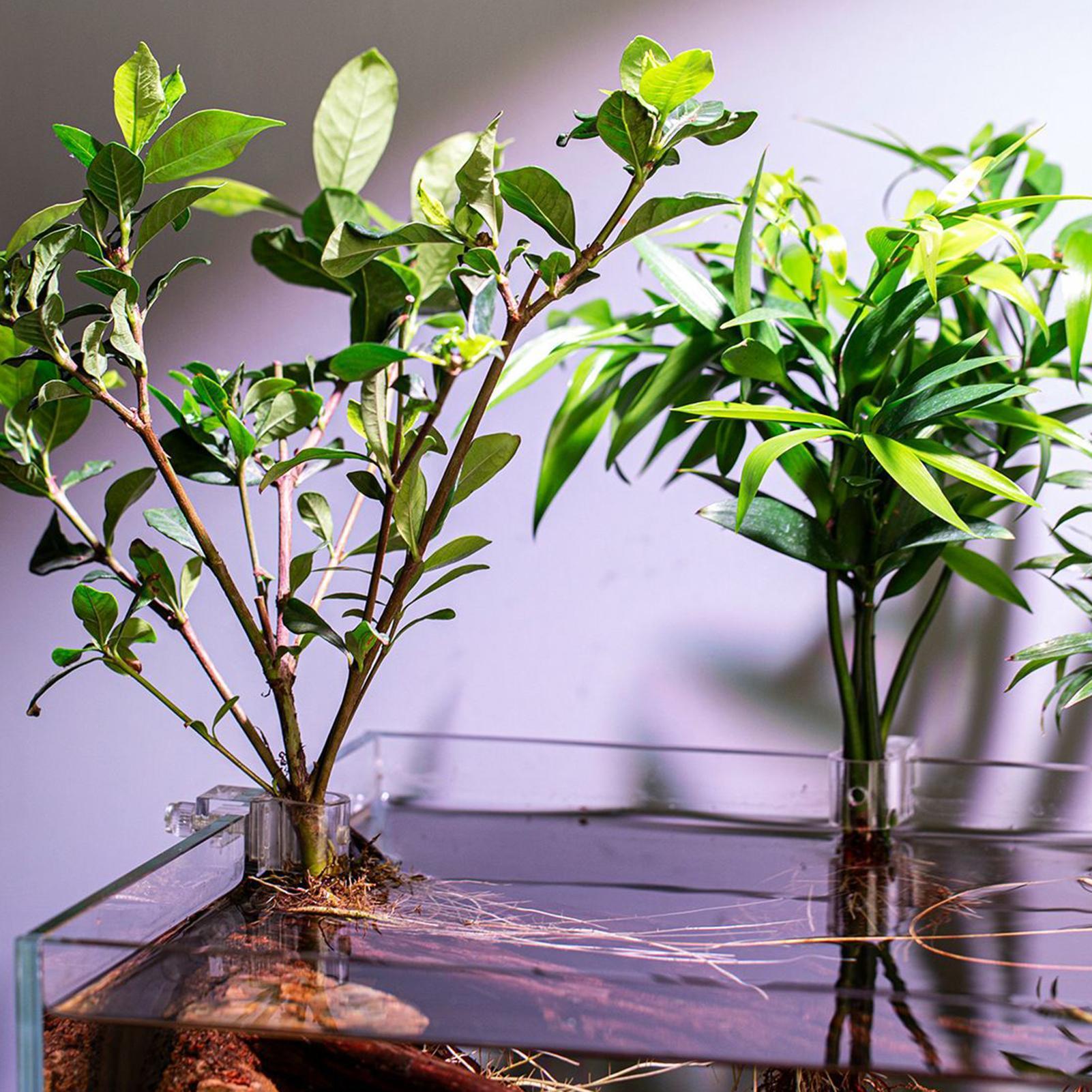 6pcs Aquarium Plant Holders Cl - Aquarium Plant Growth 评论和价格