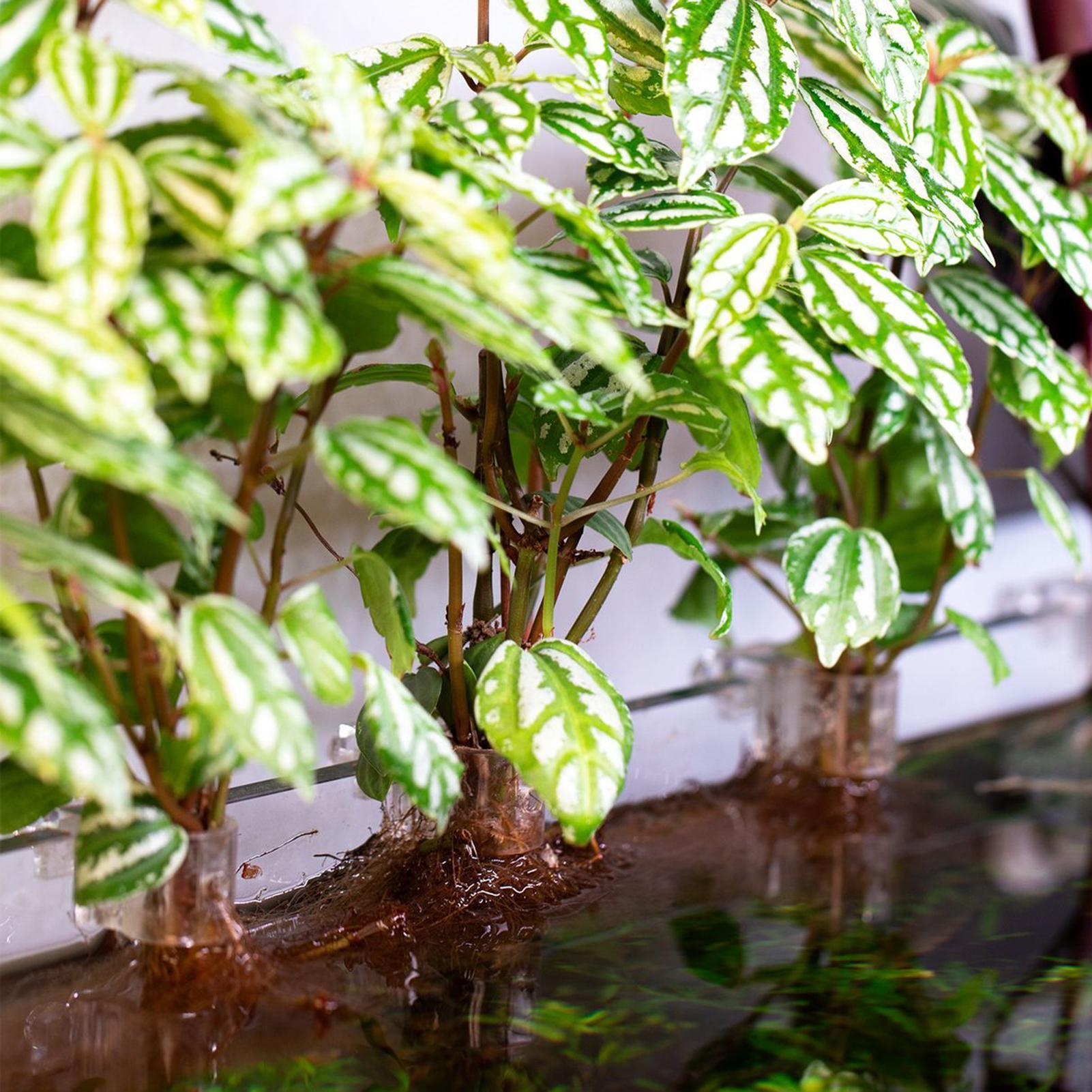 6pcs Aquarium Plant Holders Cl - Aquarium Plant Growth 评论和价格