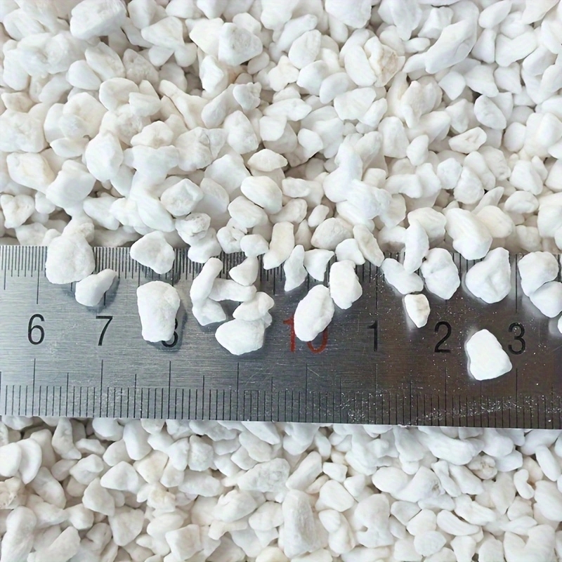 1 Pack of 3-6mm Horticultural  - Tissue Culture Plant 评论和价格