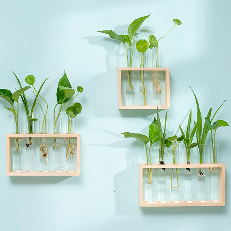 Hydroponic Plants Container wi - Tissue Culture Plant 评论和价格